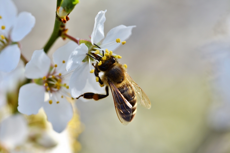 jardinerie-ENTRECASTEAUX-min_bee-4092986